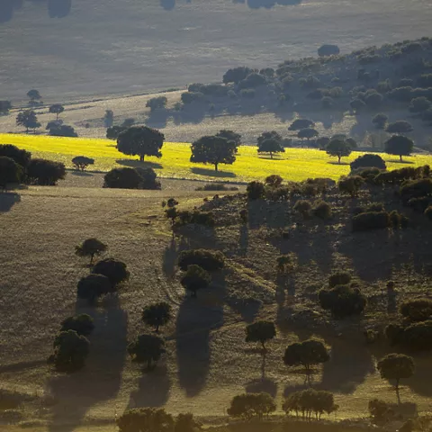 Paisaje de dehesa con luz rasante y sombras largas