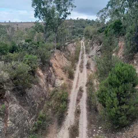 Camino forestal entre colinas y vegetación