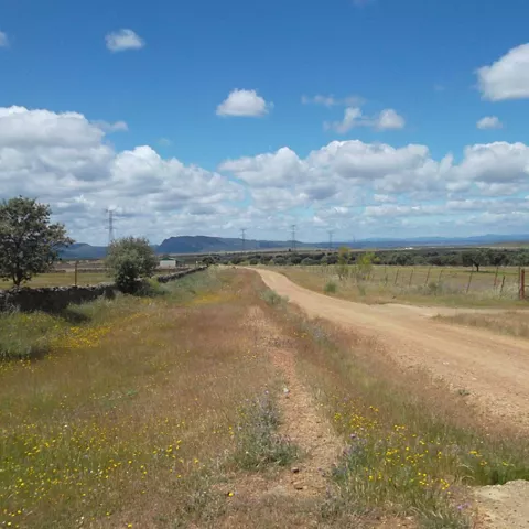 Camino rural entre campos y dehesa