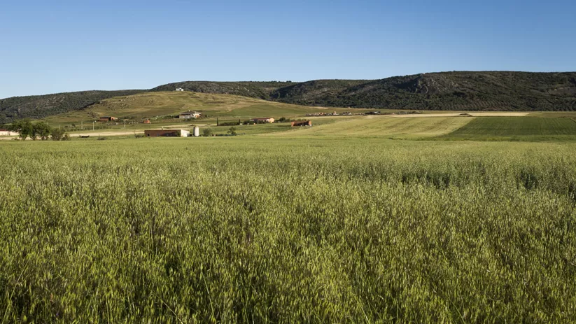 Llanura agrícola verde con colinas al fondo