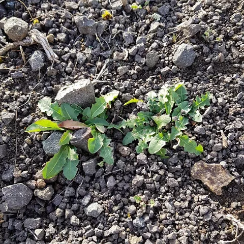 Matorral bajo adaptado a suelo pedregoso