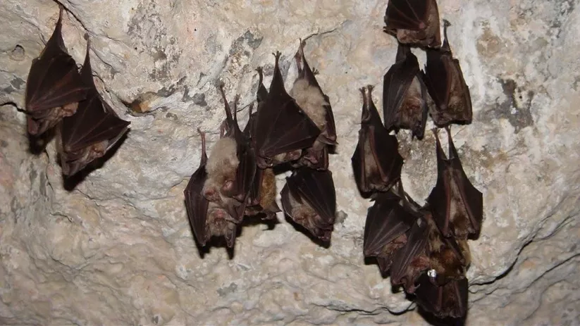 Murciélagos descansando en techo rocoso
