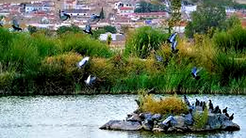 Laguna con aves sobre una pequeña isla y pueblo al fondo.