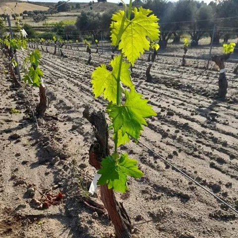 Sarmiento joven con hojas verdes en hilera de viñas.