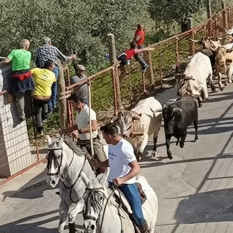 Ganado avanza por camino rural acompañado por jinetes.