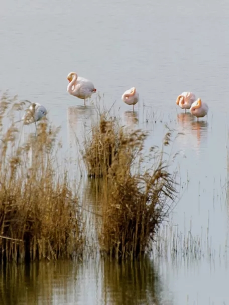 Flamencos descansando entre carrizos dentro del agua