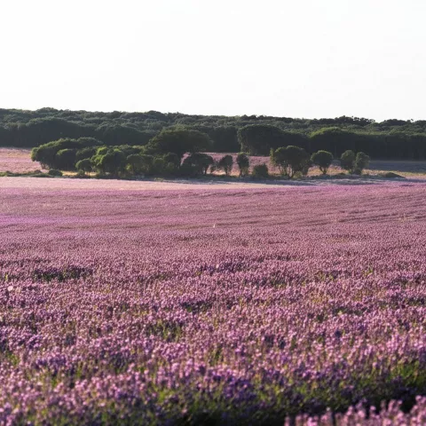 Extenso campo morado junto a arboleda.