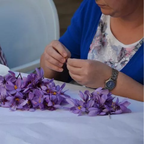 Persona separando estigmas rojos de flores moradas sobre una mesa blanca.