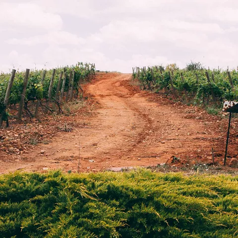 Camino de tierra entre hileras de viñas.