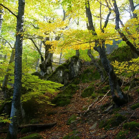 Bosque frondoso con rocas cubiertas de musgo.