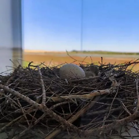 Nido de aves con huevo sobre estructura junto a ventanal