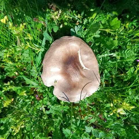 Detalle de seta silvestre entre hierba verde