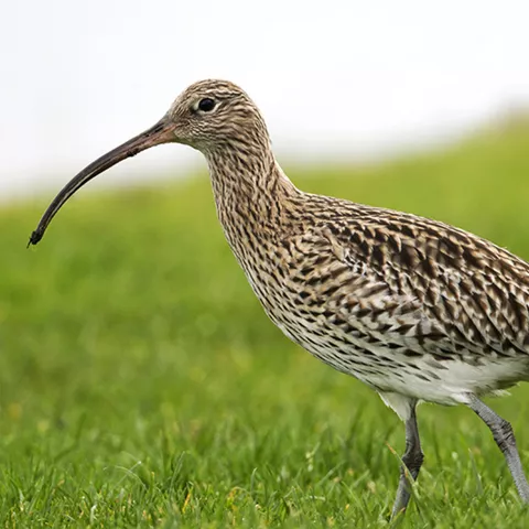 Ave limícola caminando sobre pradera húmeda