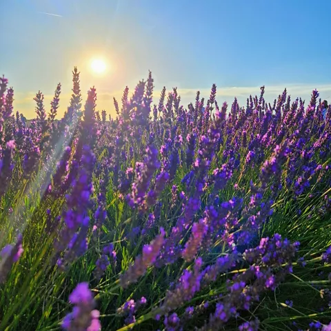 Lavanda al atardecer con luz dorada