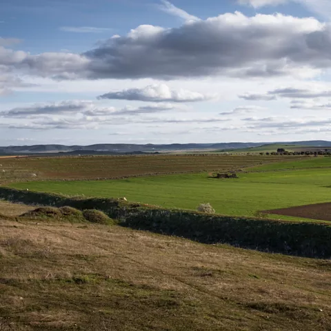 Mosaico de parcelas agrícolas con tonos verdes y ocres