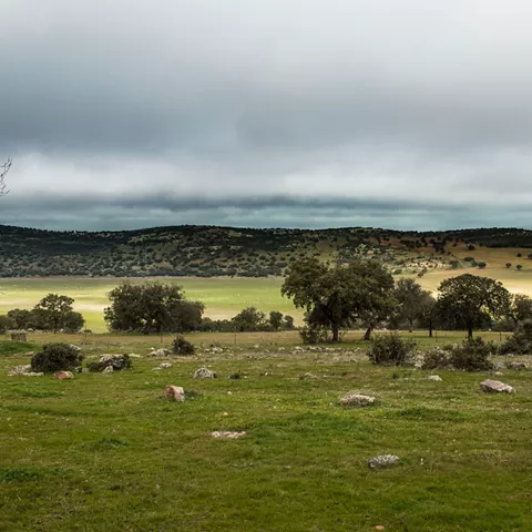 Paisaje de dehesa con encinas dispersas y praderas verdes bajo cielo nublado