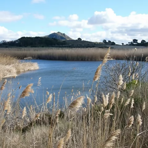 Laguna con carrizos en primer plano y una colina al fondo bajo nubes blancas.