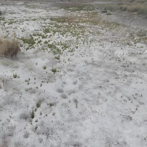 Suelo blanco salino con matorrales dispersos