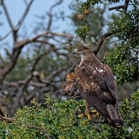 Águilas posadas en rama entre vegetación