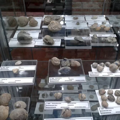 Colección de fósiles en vitrina expositiva.