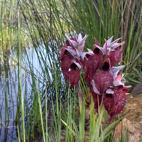 Flor silvestre de tonos rojizos junto a zona encharcada
