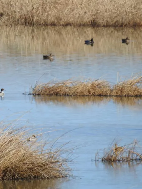 Aves acuáticas en laguna con carrizos
