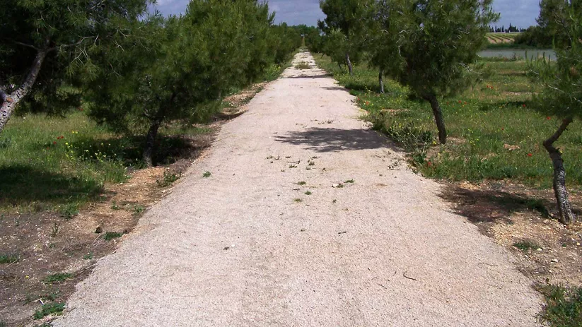 Camino rural flanqueado por pinos