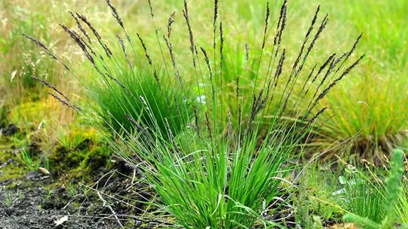 Vegetación silvestre en pradera húmeda.