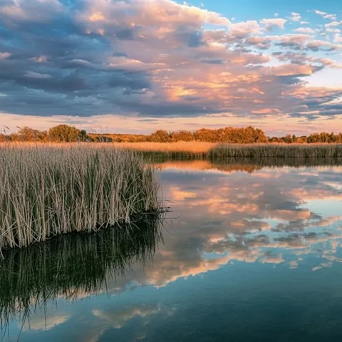 Atardecer en laguna con carrizos