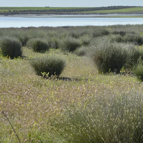 Pastizal salino junto a una laguna de aguas tranquilas.