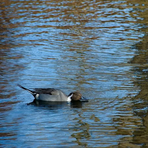 Pato nadando en aguas tranquilas con reflejos de árboles.