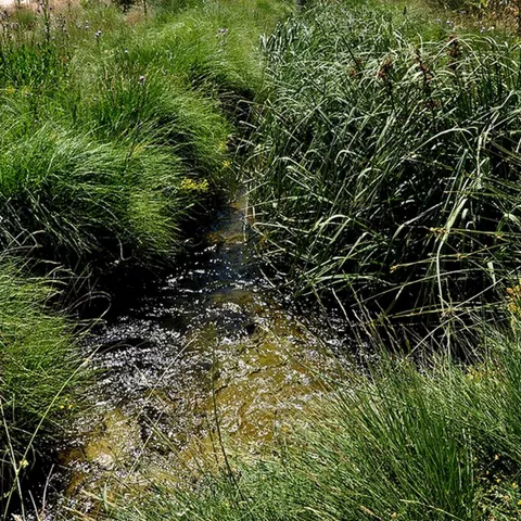 Arroyo estrecho con agua clara entre juncos y hierbas densas.