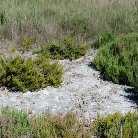 Matorral y carrizos sobre suelo blanquecino, con vegetación baja alrededor.