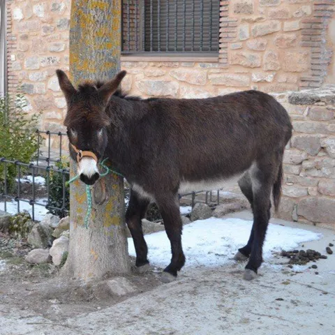 Burro atado junto a casa de piedra.
