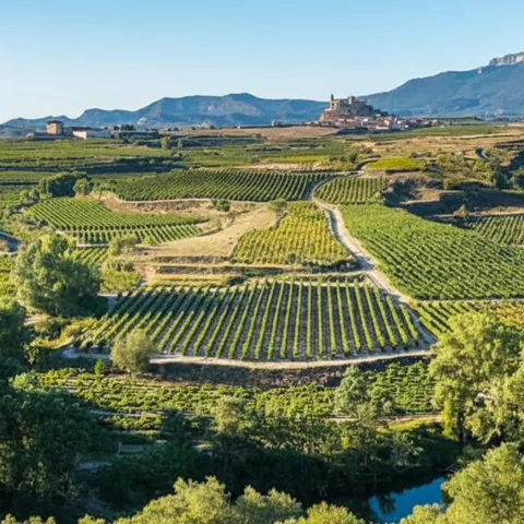 Mosaico de viñedos en paisaje rural.