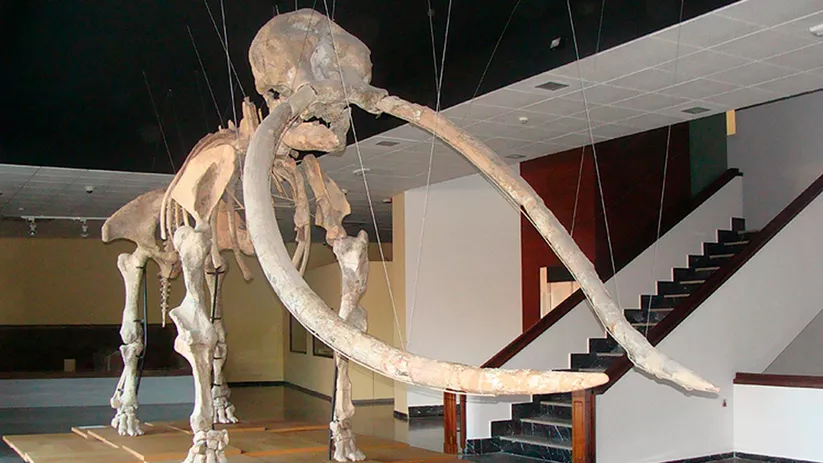 Esqueleto de mamífero prehistórico con grandes defensas en espacio expositivo