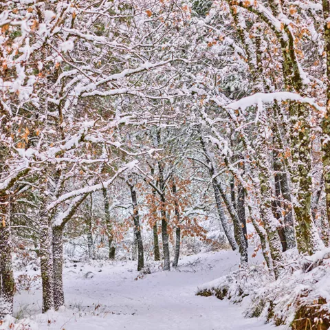 Bosque cubierto de nieve con árboles y sendero natural.