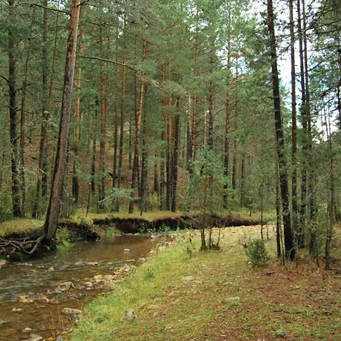 Río entre bosque de pinos.