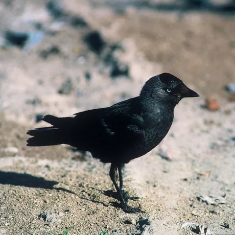 Ave negra en entorno natural.