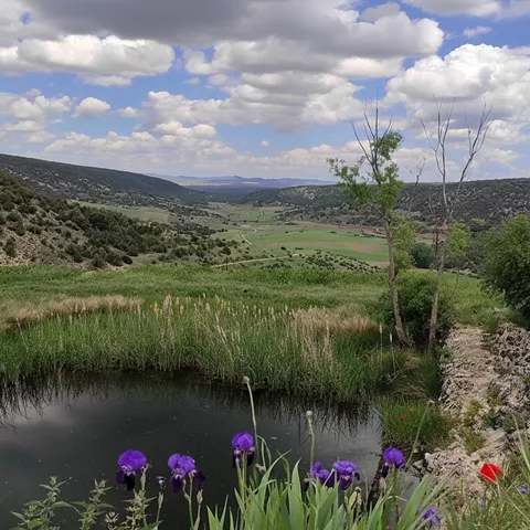 Valle con arroyo y vegetación