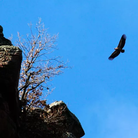 Ave rapaz volando sobre rocas