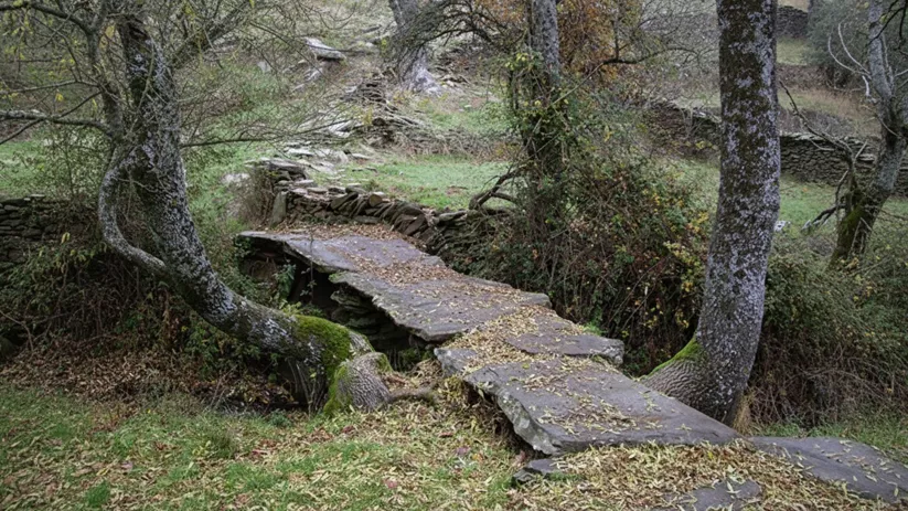 Sendero y pequeño puente entre arbolado