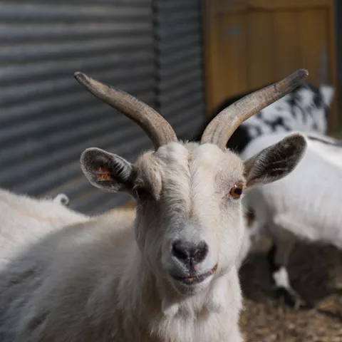 Cabra blanca con cuernos en primer plano dentro de un establo