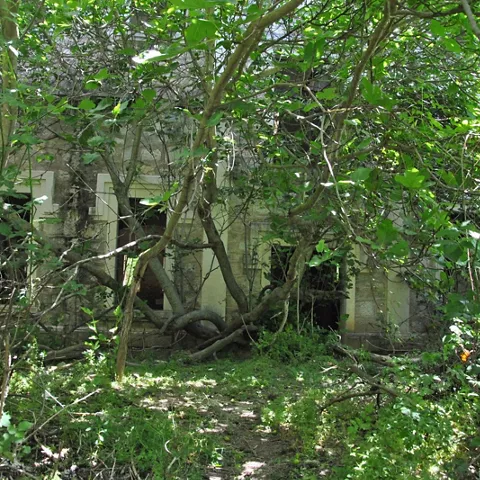 Edificio abandonado oculto entre árboles y matorrales verdes.