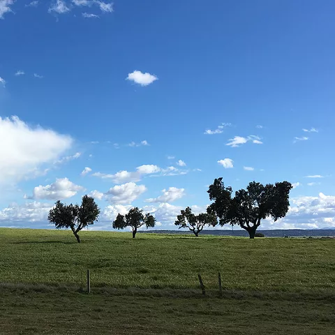 Árboles dispersos en una pradera bajo cielo azul