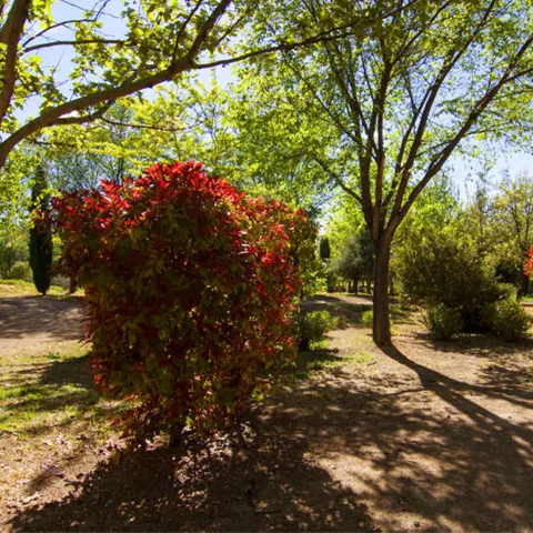 Sendero de tierra entre árboles y arbustos con hojas verdes y rojizas.