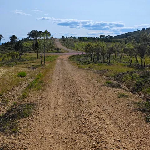 Sendero ancho entre matorral y cielo despejado