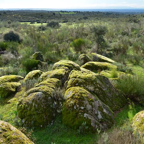 Paisaje de monte bajo con rocas cubiertas de musgo