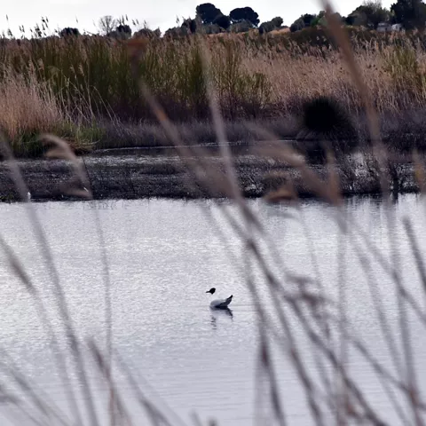 Laguna de Navaseca en Daimiel