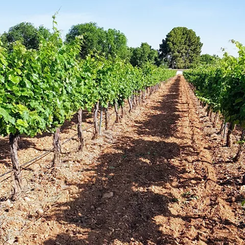 Viñedos del Pago Casa del Blanco